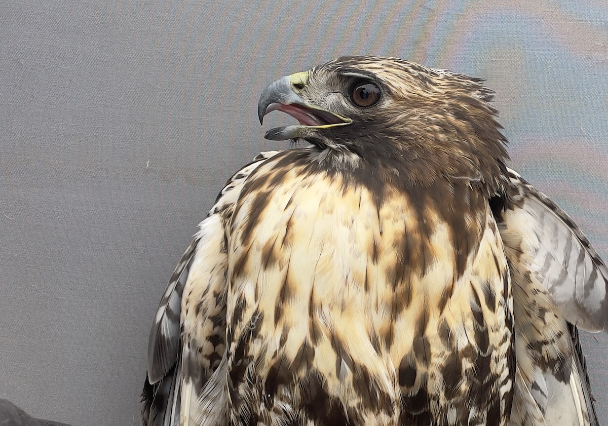 Red-tailed Hawk - ML613647009