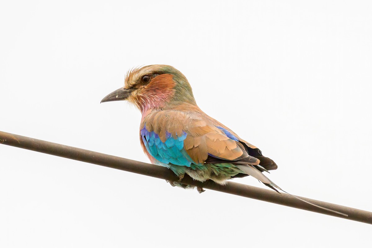Lilac-breasted Roller - ML613647152