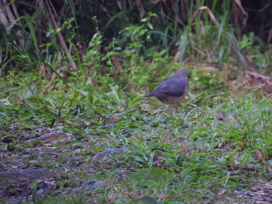 Tolima Dove