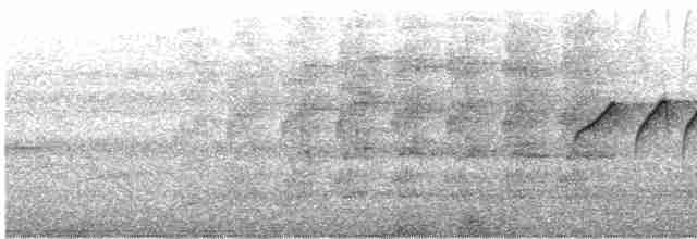 Тиран-карлик амазонійський - ML613647398