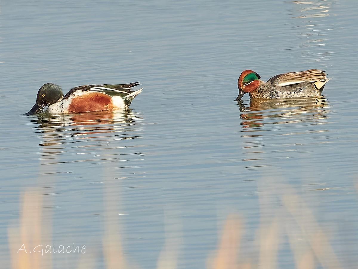 Green-winged Teal - ML613647472