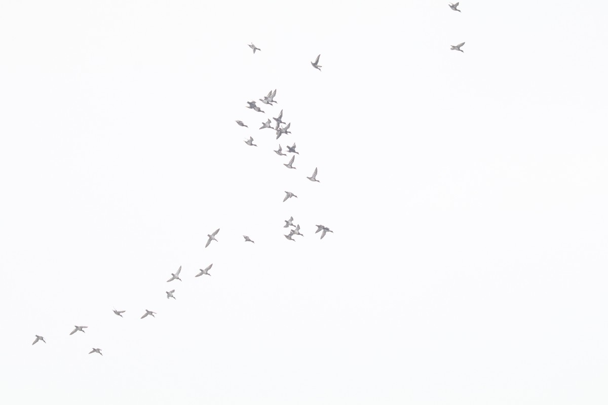 eBird Checklist 7 Feb 2017 USLouisianaGolden Meadow 29.143x90.124 Feb 7, 2017 812 AM