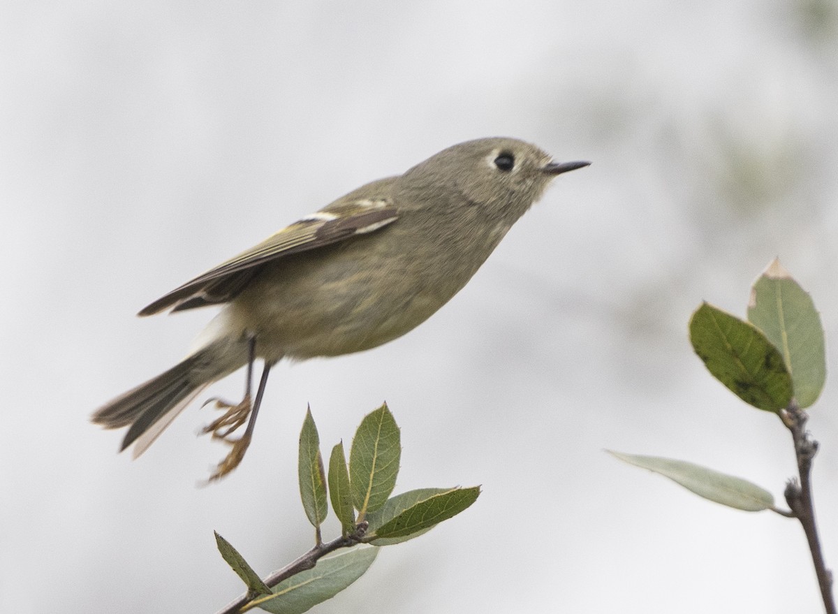 Ruby-crowned Kinglet - Jerry Ting
