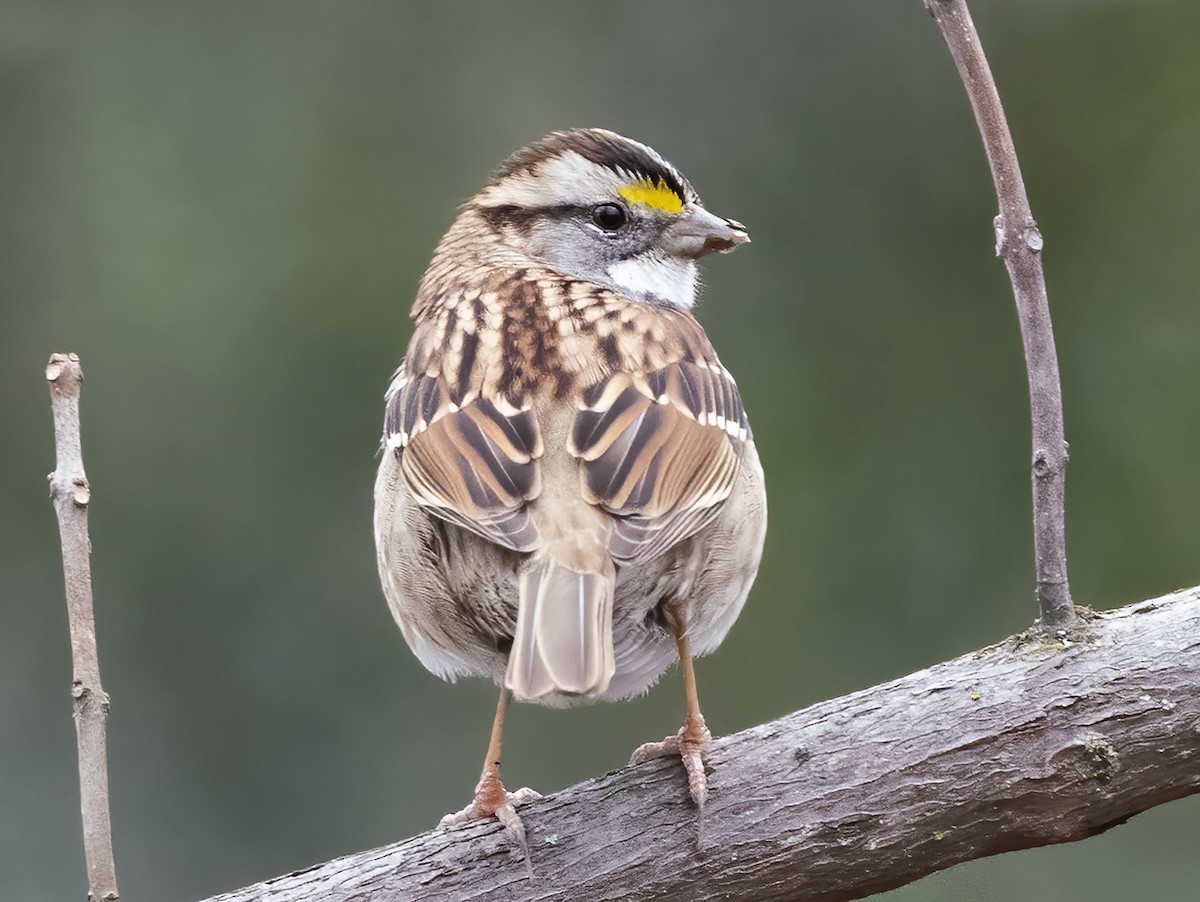 White-throated Sparrow - Jerry Ting