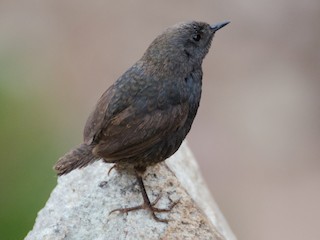 Молодая птица - Natacha González - ML613648312