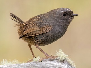 幼鳥 - Chris Venetz | Ornis Birding Expeditions - ML613648315