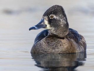 Ring-necked Duck, ML613648419