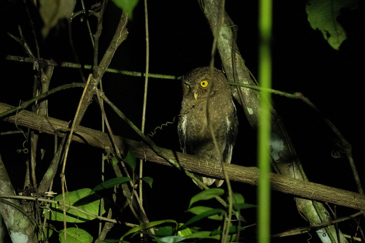 Andaman Scops-Owl - ML613648456