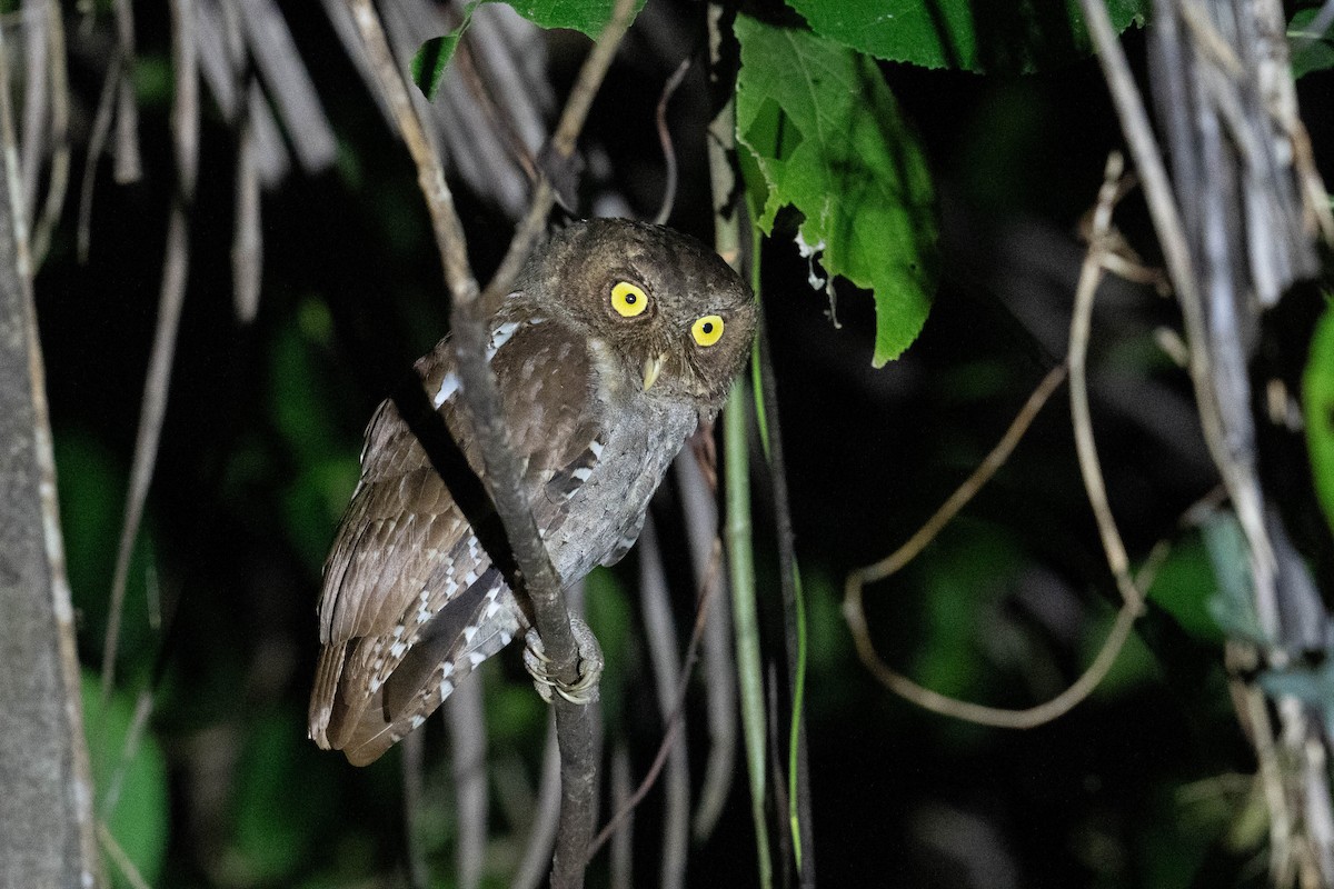 Andaman Scops-Owl - ML613648457