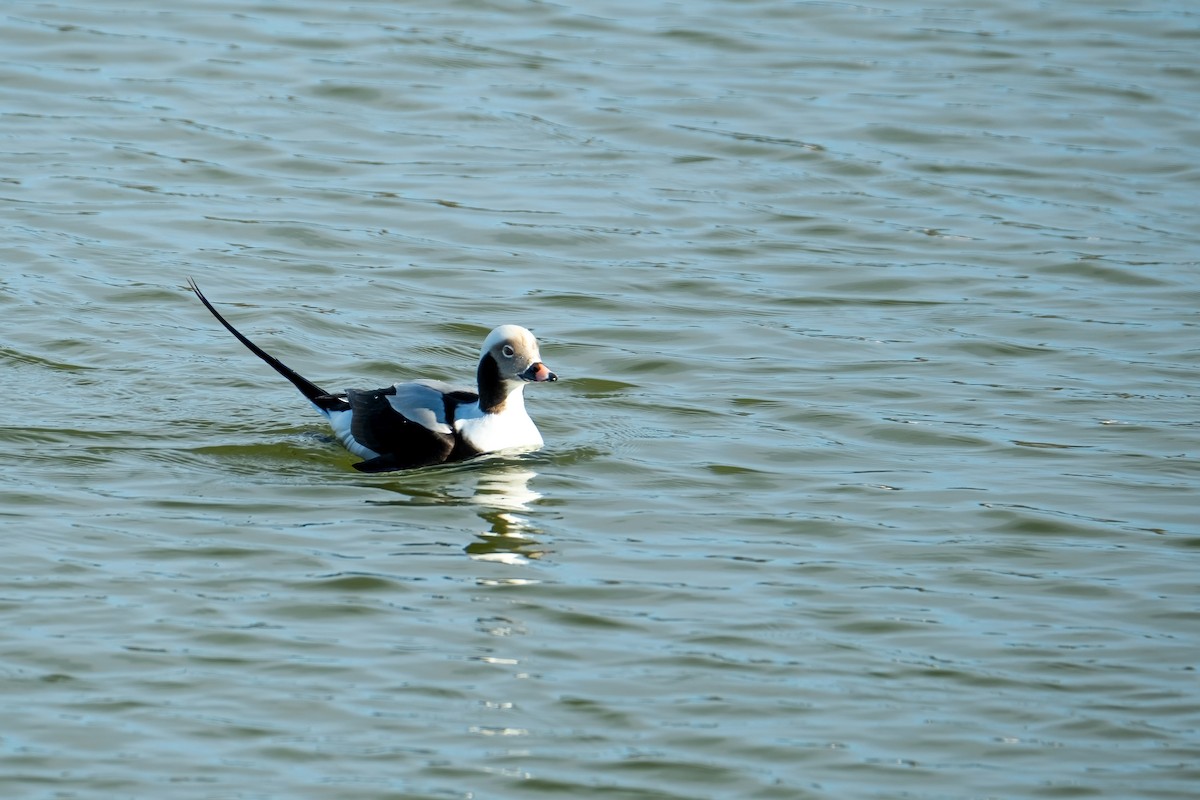 Long-tailed Duck - Jacob Kirkland