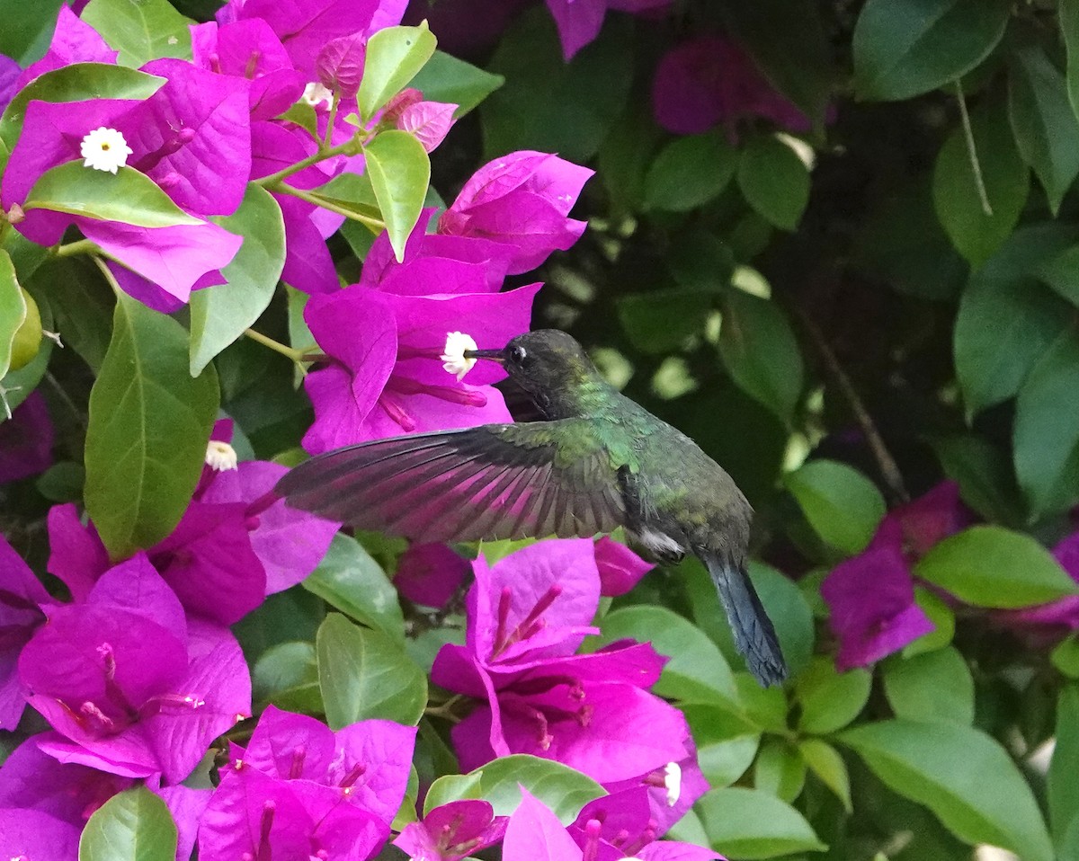 kolibřík zelenkavý - ML613648894