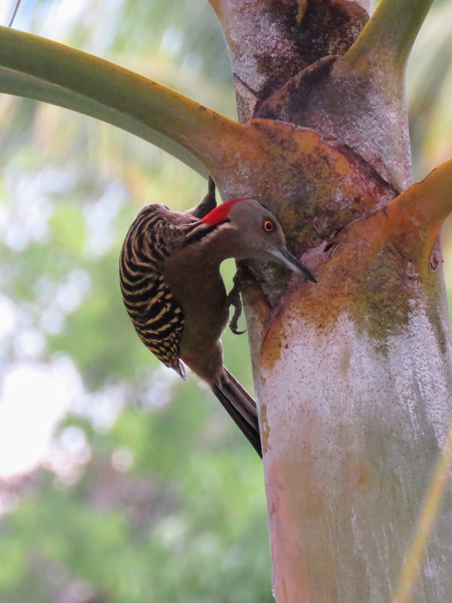 Hispaniolan Woodpecker - ML613649180