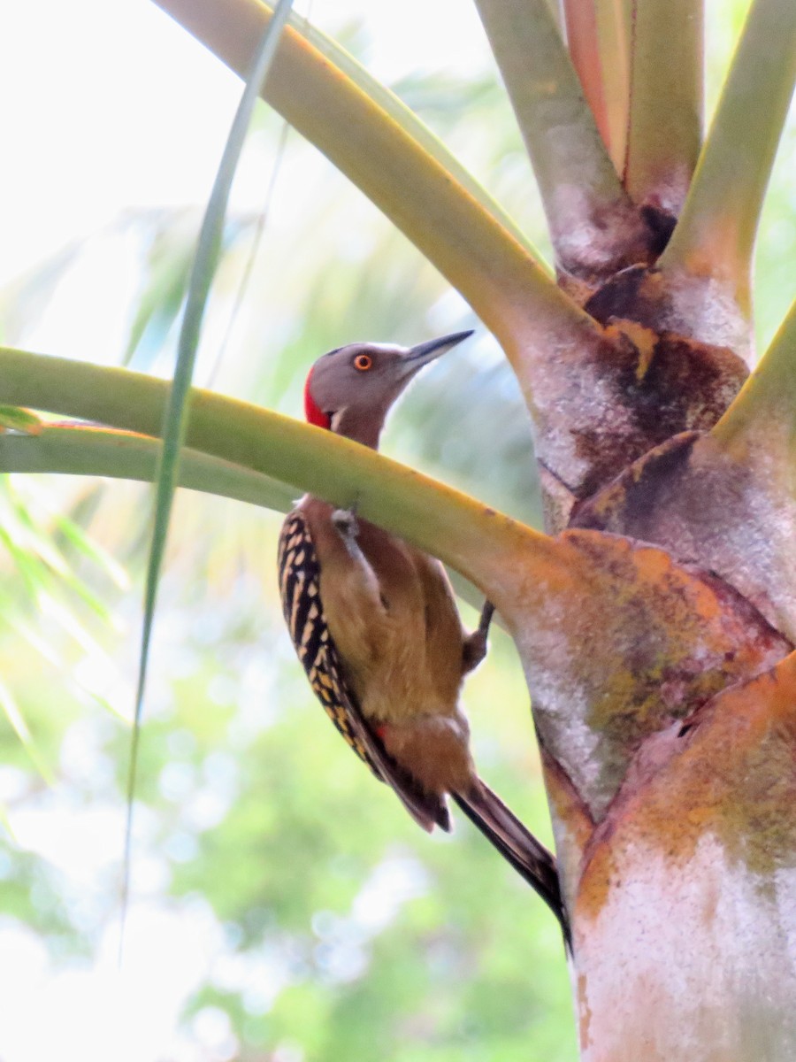 Hispaniolan Woodpecker - ML613649181