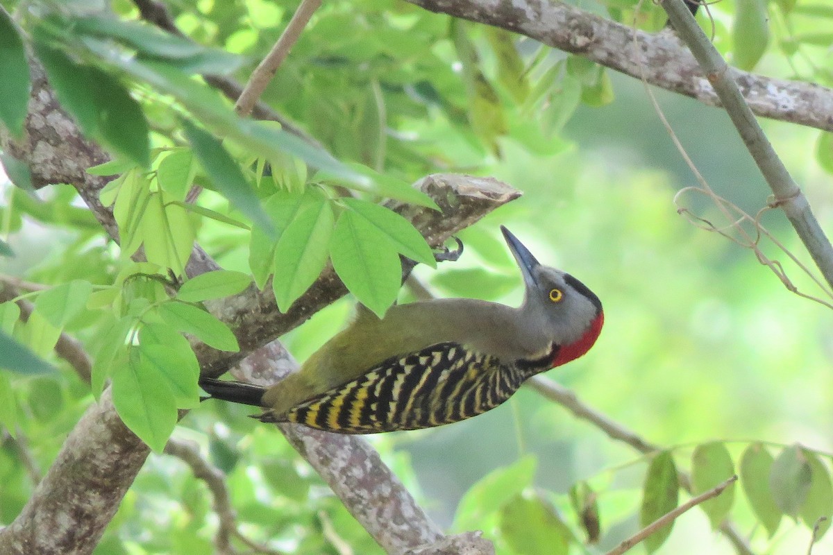 Hispaniolan Woodpecker - ML613649183