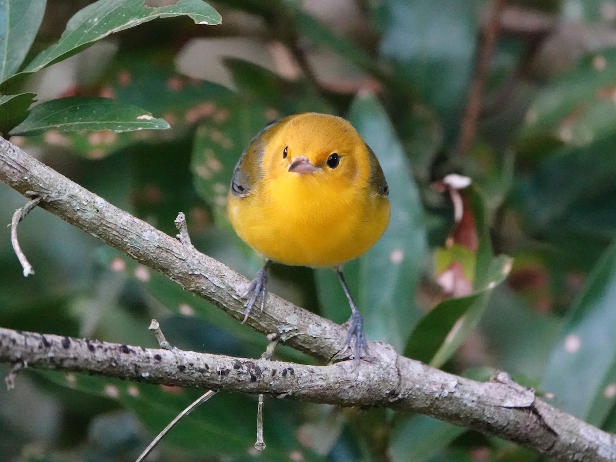 Prothonotary Warbler - ML613649273
