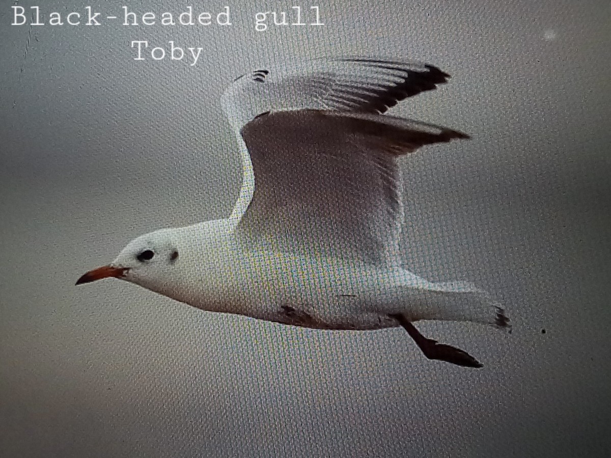 Black-headed Gull - ML613649331