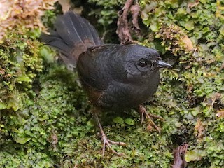  - Rufous-vented Tapaculo