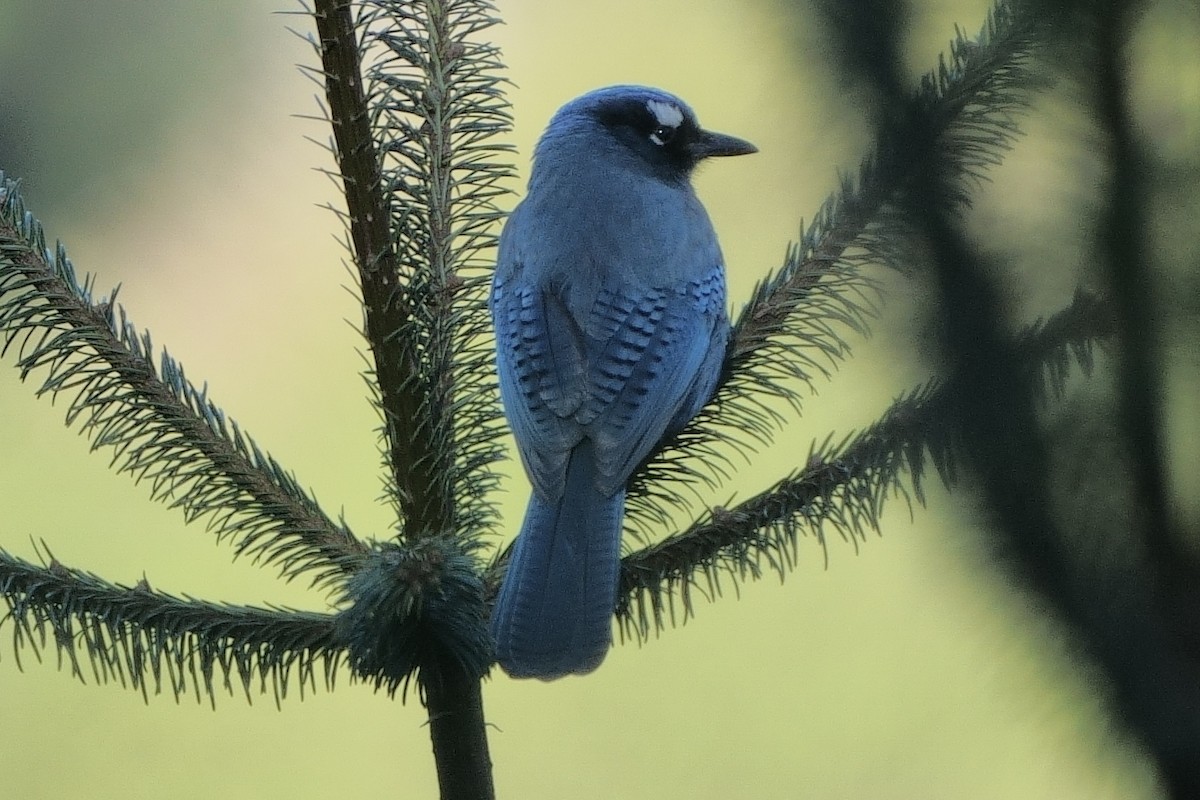Steller's Jay (Middle American) - ML613649589