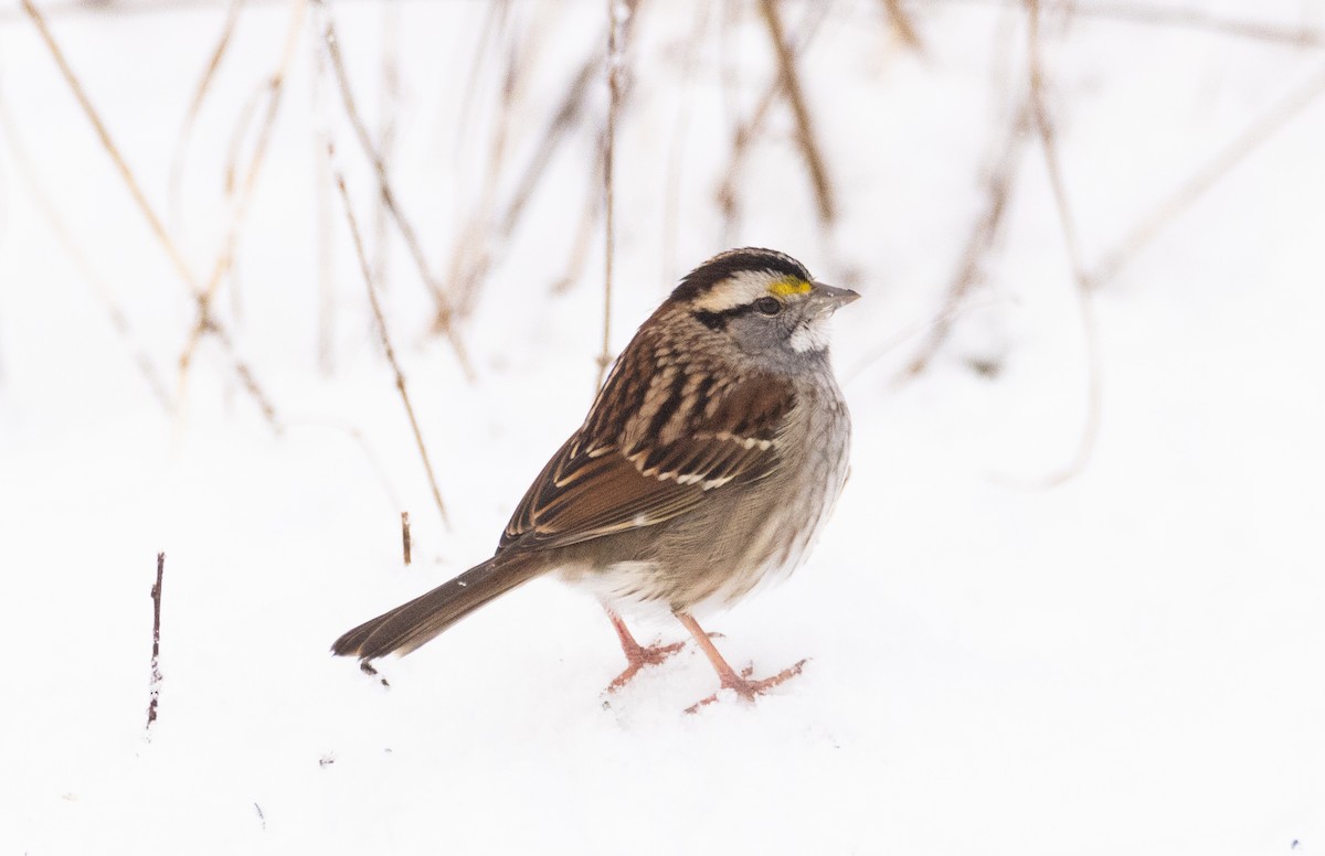 White-throated Sparrow - ML613649956