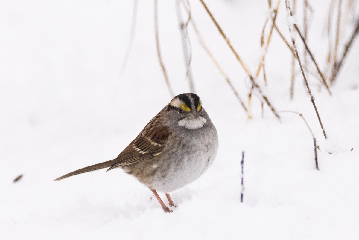 White-throated Sparrow - ML613649957