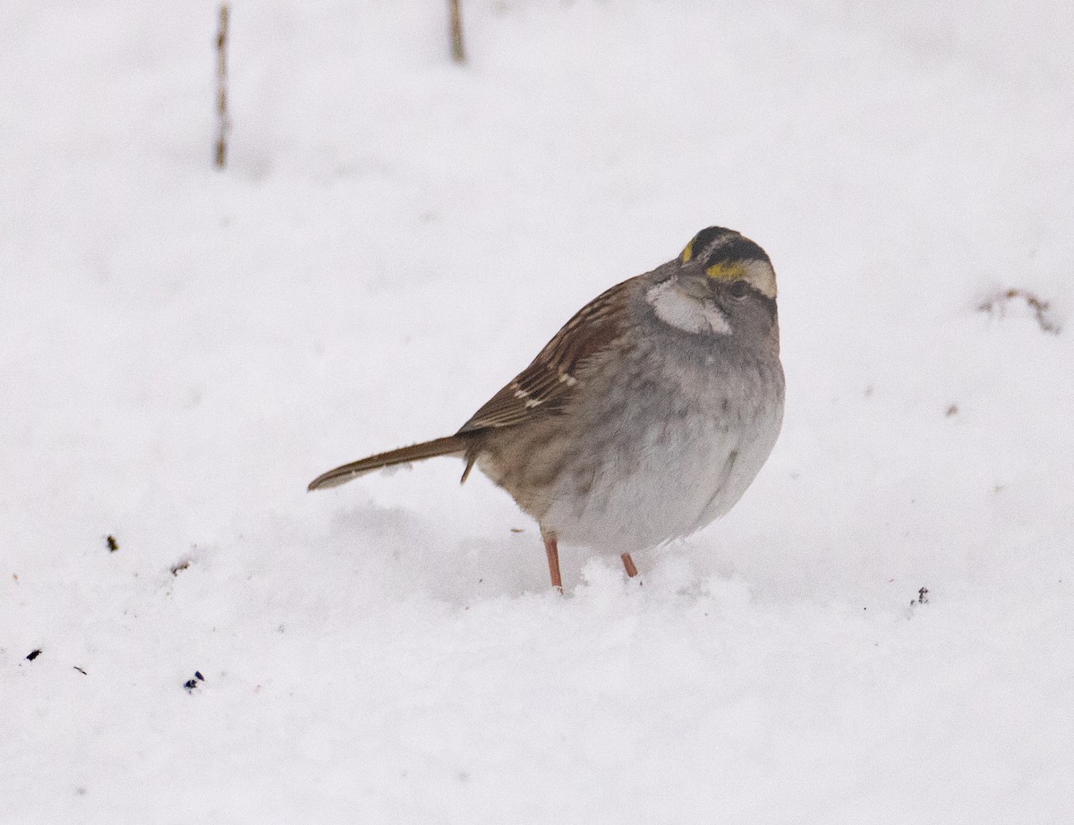 White-throated Sparrow - ML613649958