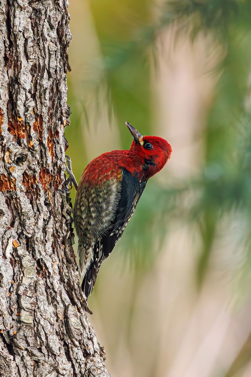 Red-breasted Sapsucker (ruber) - ML613650180