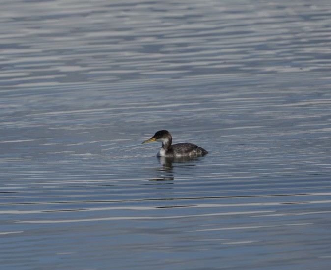 Red-necked Grebe - ML613650199