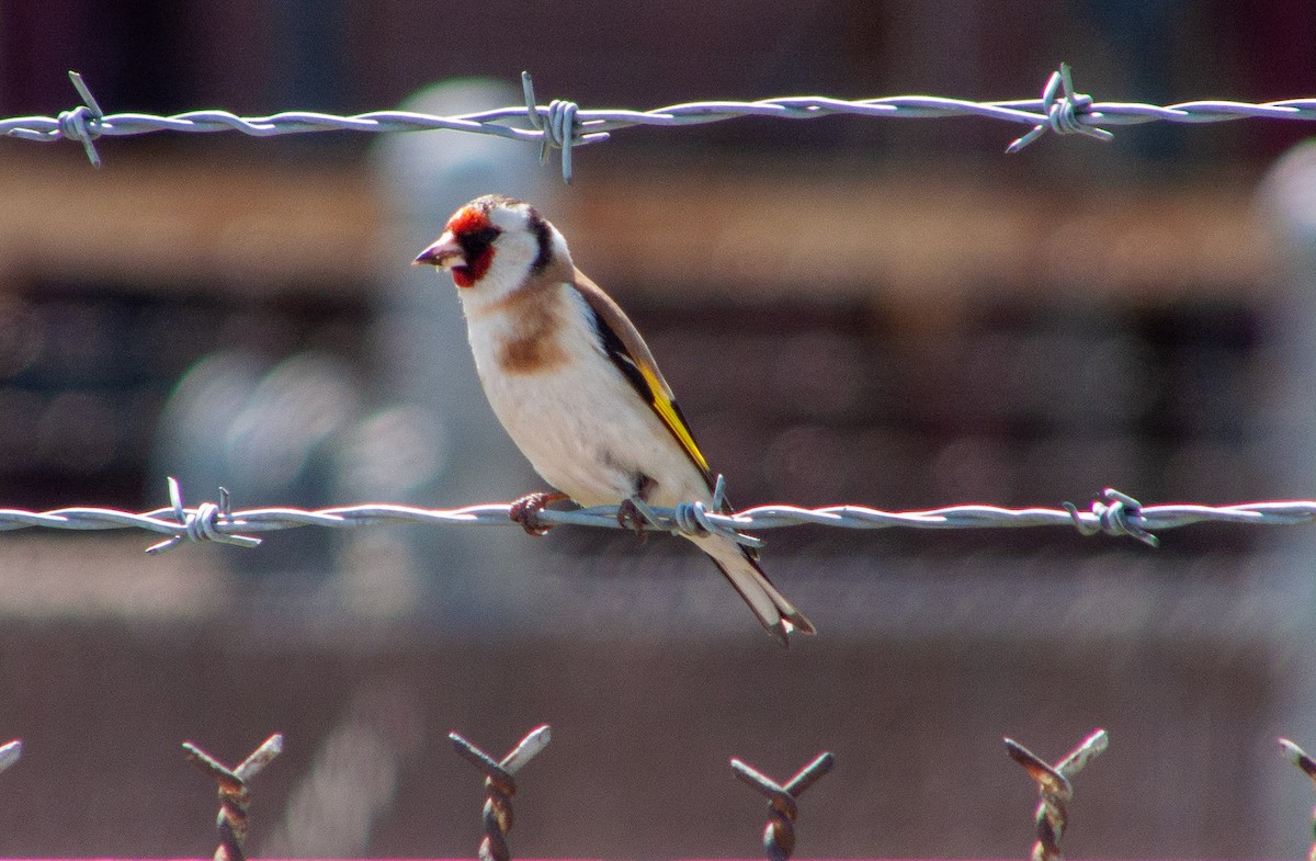European Goldfinch - Greg “Mob Tapes Я Us” Neise