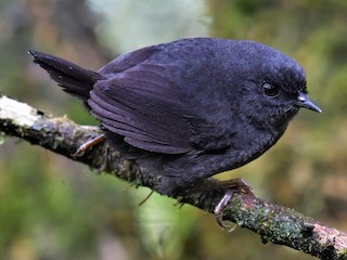  - Blackish Tapaculo