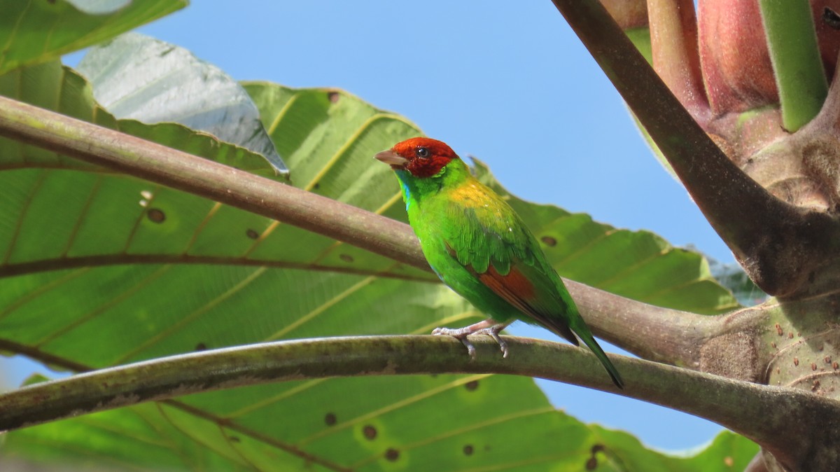 Rufous-winged Tanager - ML613650961