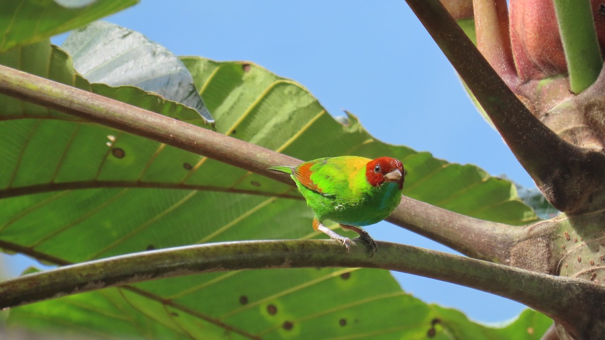 Rufous-winged Tanager - ML613650962