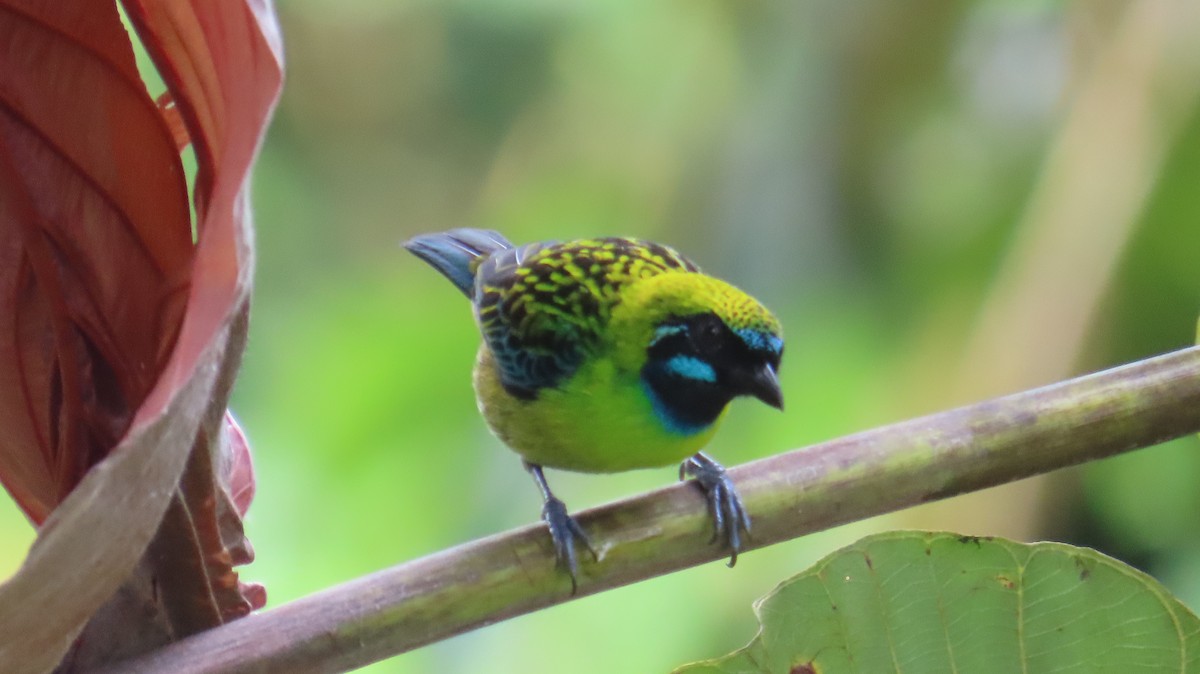 Blue-whiskered Tanager - Paul Aguilar