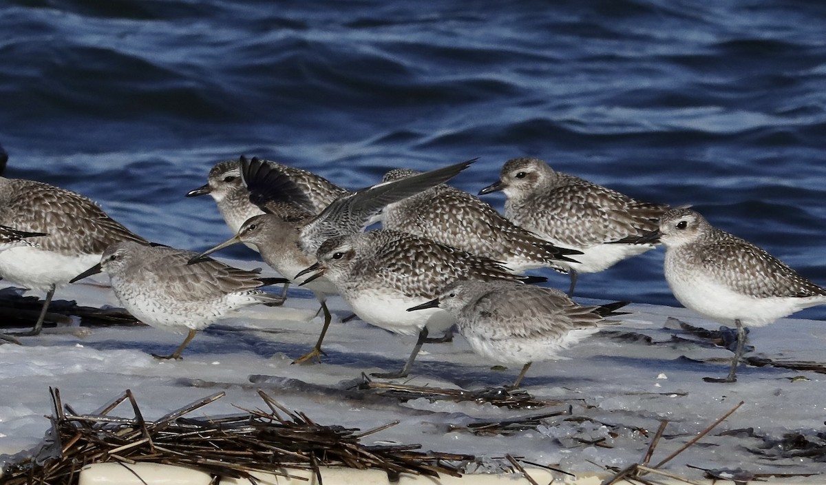 Long-billed Dowitcher - ML613651030