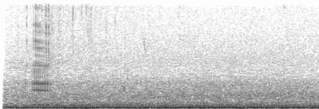 Неотропический баклан - ML613651144