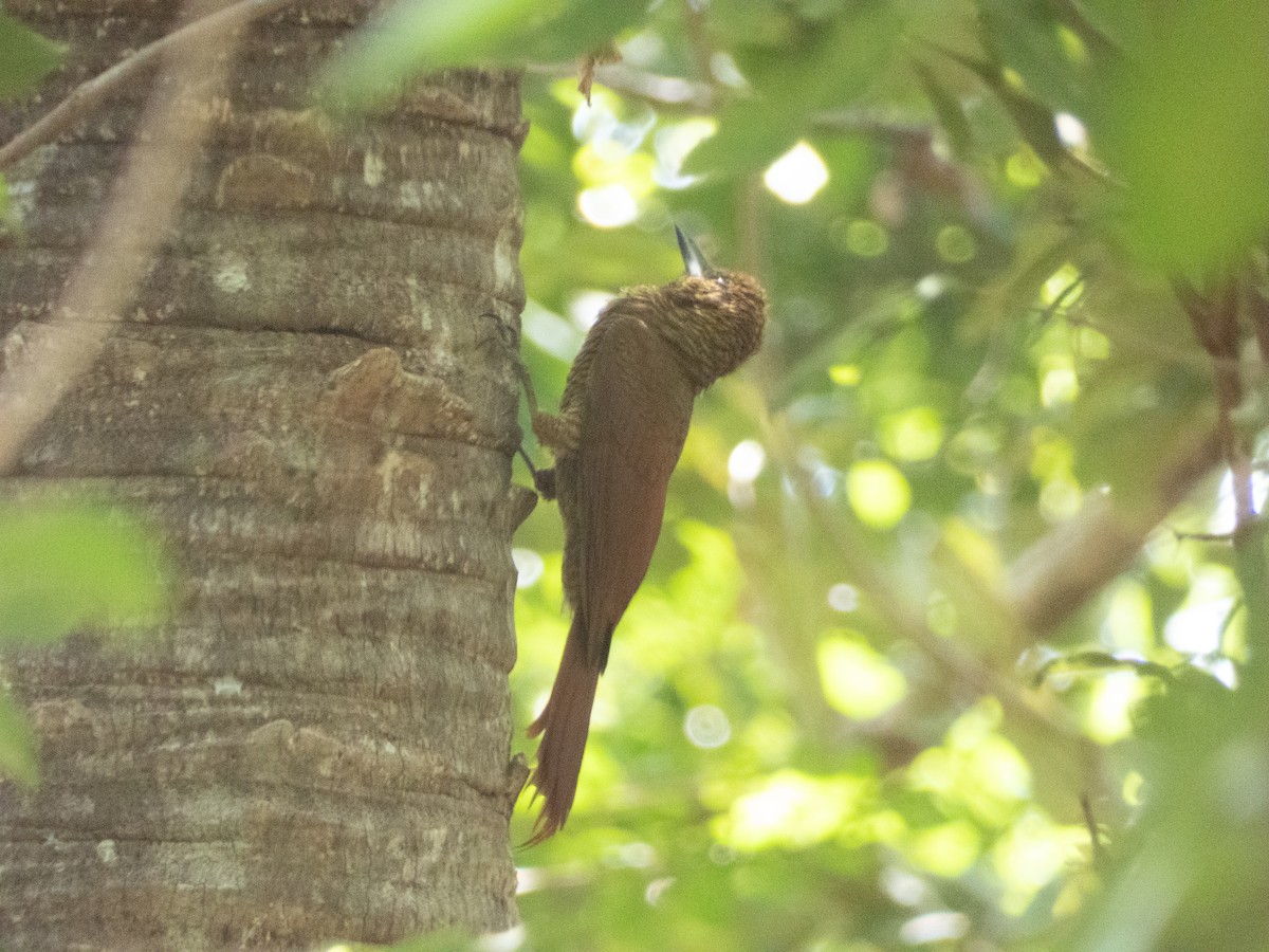 Northern Barred-Woodcreeper - Dylan Osterhaus