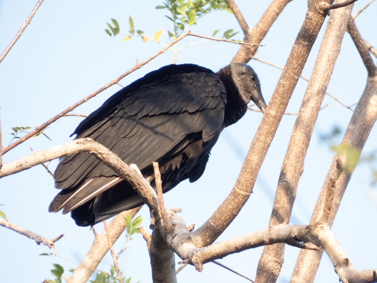Black Vulture - ML613651352