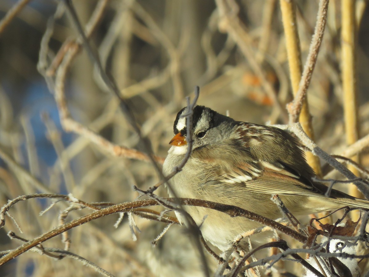 White-crowned Sparrow - ML613652101
