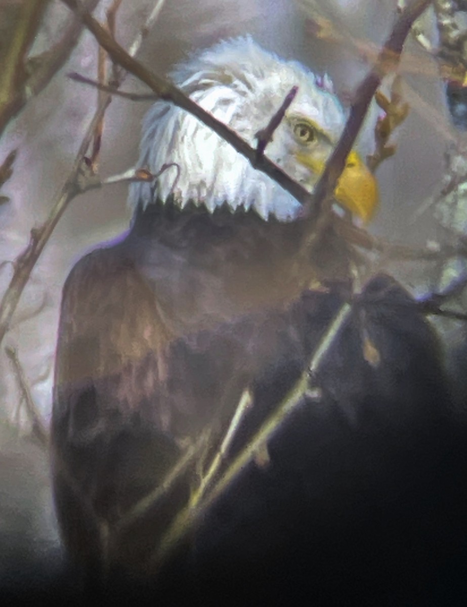 Белоголовый орлан - ML613652126