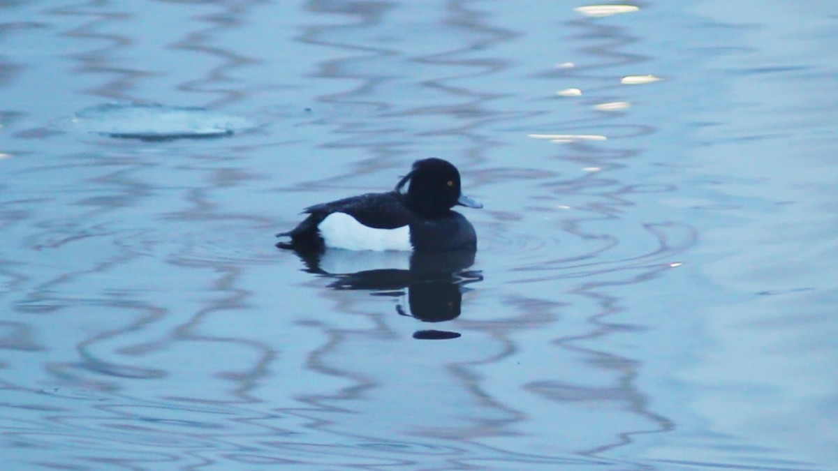 Tufted Duck - ML613652266