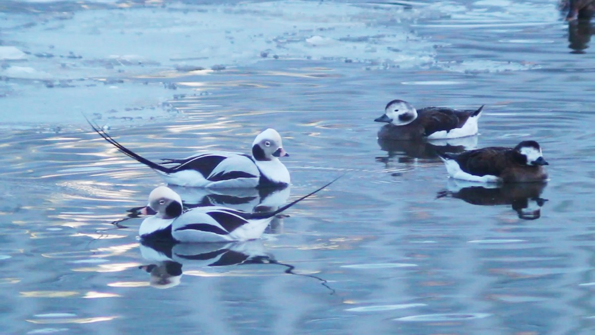 Long-tailed Duck - ML613652280