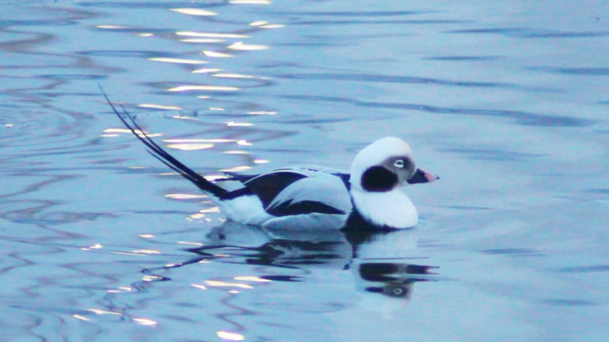 Long-tailed Duck - ML613652281