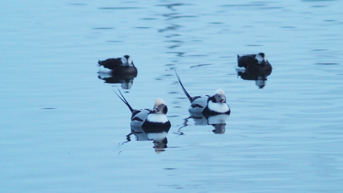 Long-tailed Duck - ML613652282
