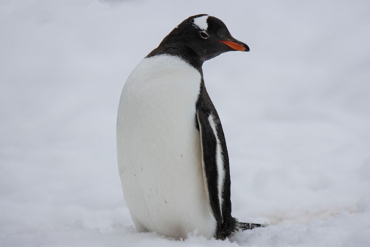 Gentoo Penguin - Janet Stevens