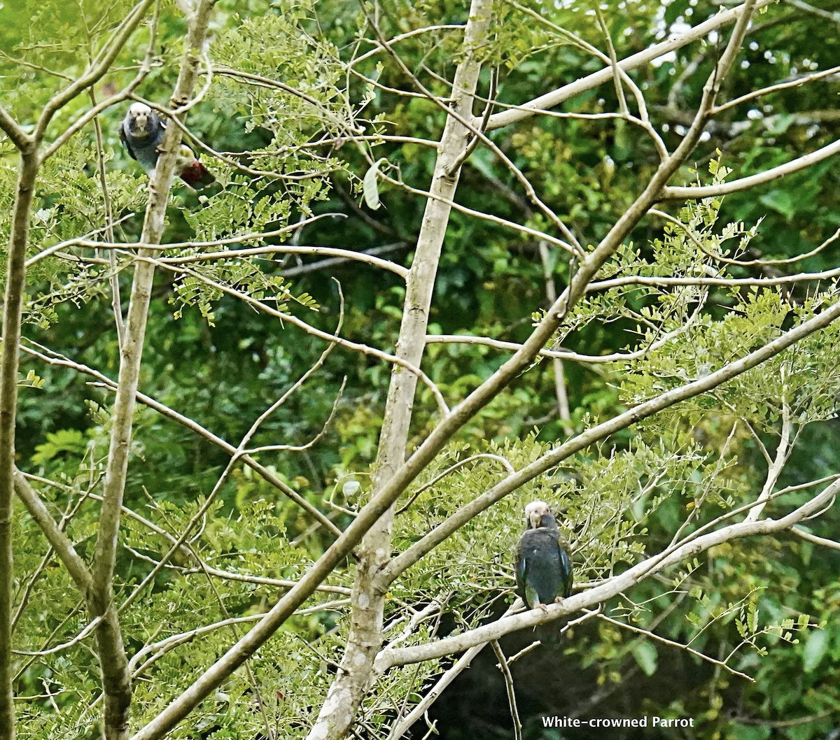 White-crowned Parrot - ML613652522
