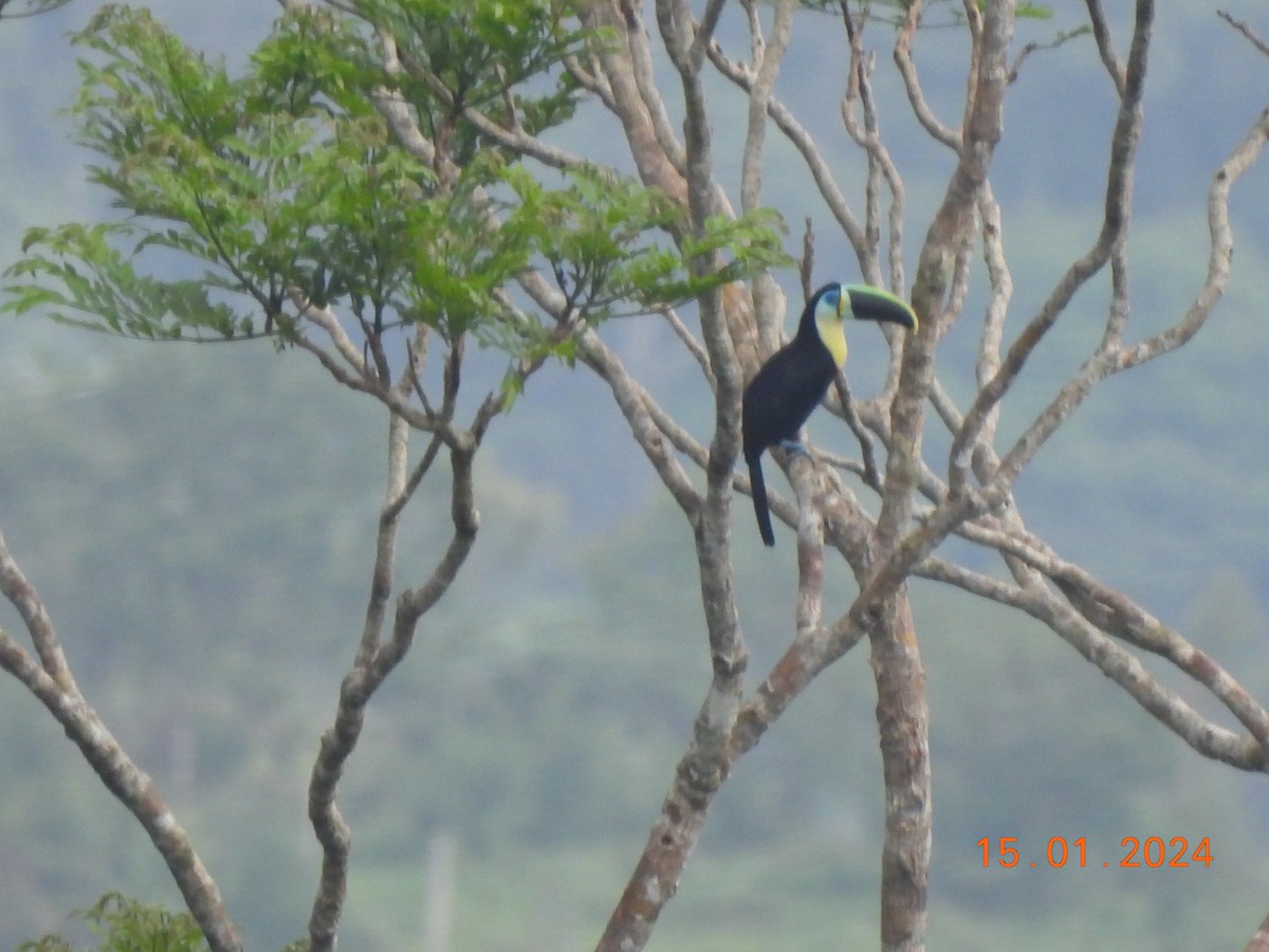 Channel-billed Toucan (Citron-throated) - ML613652572