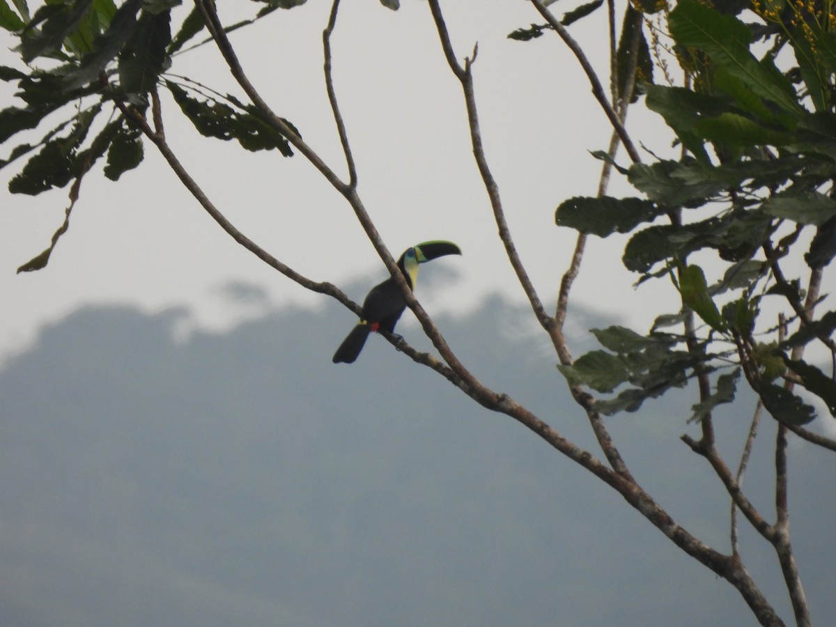 Channel-billed Toucan (Citron-throated) - ML613652584