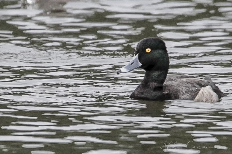 Greater/Lesser Scaup - ML613652711
