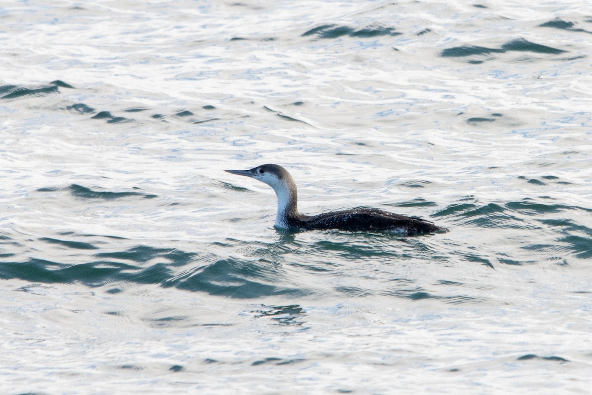 Red-throated Loon - ML613652739