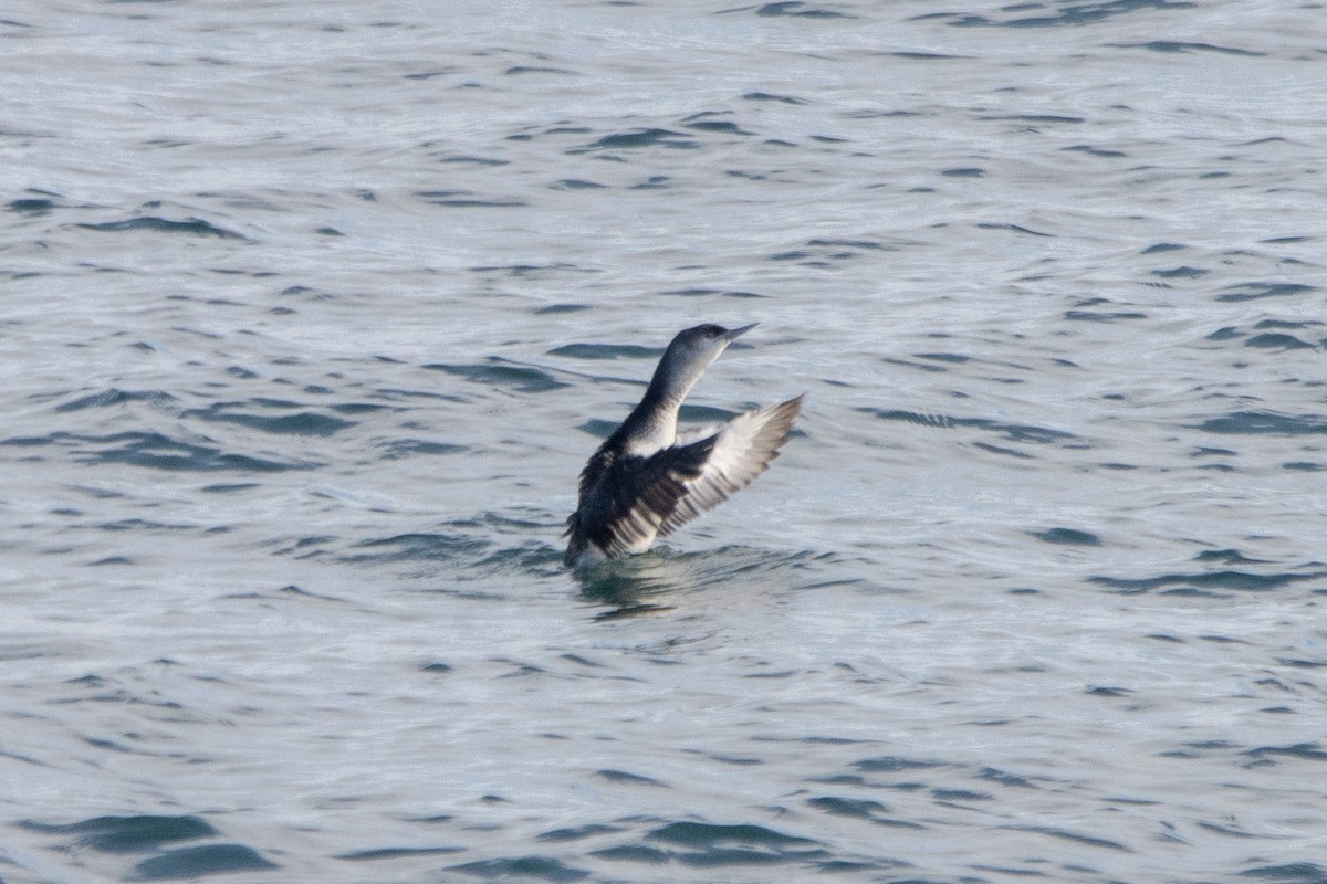 Red-throated Loon - ML613652745