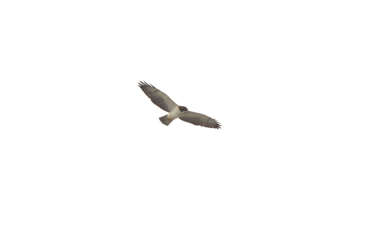 Short-tailed Hawk - ML613652748